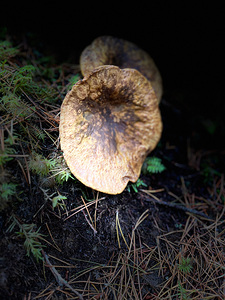 Scenes from the Trail- Mushrooms Out of the Darkness